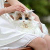 Super Realistic Plush Cat Backpack – Lifelike Stuffed Animal Travel Bag & Shoulder Caddy